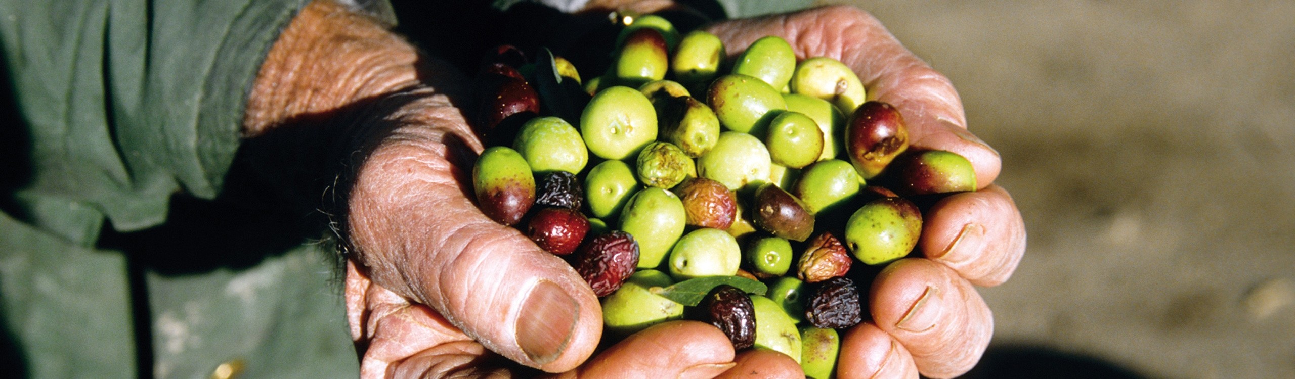 boutique huile d'olive : accessoires bois d'olivier
